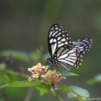 Papilio clytia Linnaeus, 1758